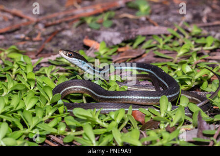 Bluestripe - Couleuvre mince Thamnophis sauritus nitae Banque D'Images