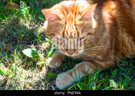 Close-up of ginger cat lying on grass in garden, profitant du soleil Banque D'Images