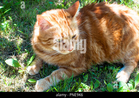 Close-up of ginger cat lying on grass in garden, profitant du soleil Banque D'Images