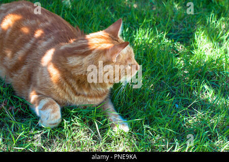 Close-up of ginger cat lying on grass in garden, profitant du soleil Banque D'Images