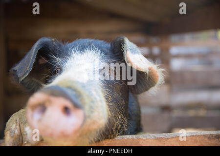 Cochon dans le stylo. L'accent est sur l'œil. Profondeur de champ. Banque D'Images