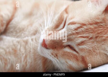 Chat tigré orange dormir sur vieille chaise Banque D'Images