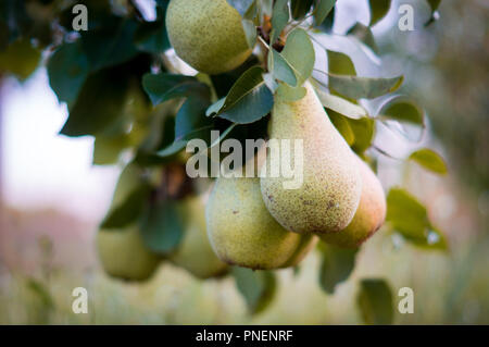 Poire avec jardin cultivé sweet poires vertes en septembre soleil Banque D'Images