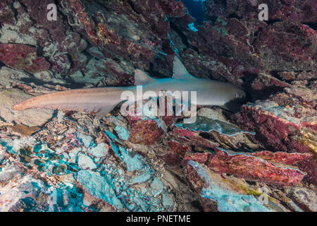 Requin nourrice fauve (Nebrius ferrugineus (Lesson, 1831)) l'île de Yap (États fédérés de Micronésie Banque D'Images