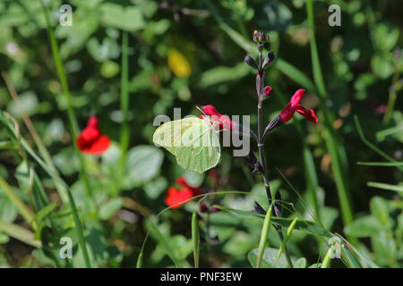 Pas Cleopatra brimstone papillon sur la salvia sauge rouge fleur en Italie Amérique gonepteryx rhamni cléopâtre pieridae groupe avec flash jaune sur l'aile Banque D'Images