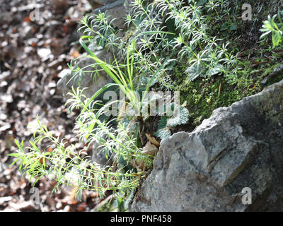 Un avis de certaines herbes sauvages feuilles cultivées sur un rocher gris, avec des feuilles mortes sur le fond, en Ordesa (Parque Nacional de Ordesa), Espagne Banque D'Images