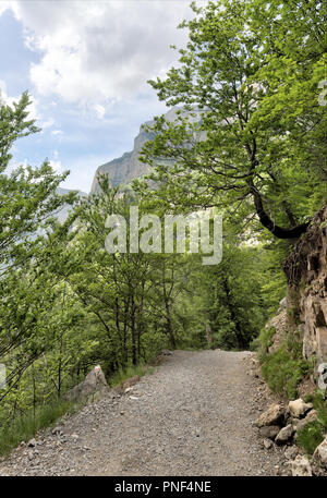 Un paysage d'un chemin passant par les hautes montagnes et massifs, de forêt de pins et de sapins et de ciel bleu profond avec un peu de nuages dans la vallée d'Ordesa, Espagne Banque D'Images