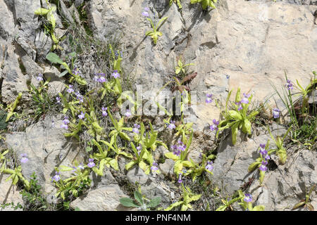 Une vue étroite de certaines plantes cultivées sur un rocher gris et beige avec des fleurs violettes Banque D'Images