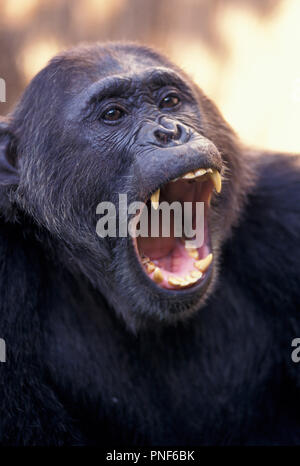 Pan troglodytes CHIMPANZÉ PAS-1105608 Parc National de Gombe Stream Tanzanie Afrique de l'Est Banque D'Images