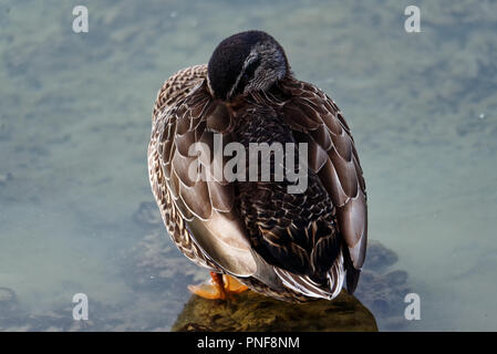 Un canard mâle se repose avec sa tête nichée légèrement sous son aile Banque D'Images