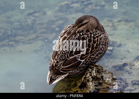 Un canard colvert femelle juste repos hors de l'eau avec sa tête nichée retour Banque D'Images