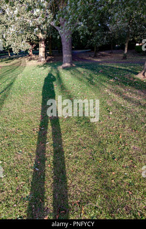 Northampton. Météo au Royaume-Uni. 21 ème Septemper 2018, soleil bas casting shadows amonst les arbres ce soir à Abington Park après un brillant, froid et vent. Credit : Keith J Smith./Alamy Live News Banque D'Images