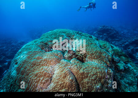 Stony grande colonie de corail. L'île de Yap (États fédérés de Micronésie Banque D'Images