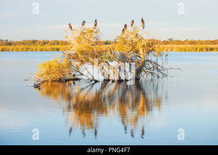 Un vert, cormorans et canards sur un arbuste à pâtre Lake à Perth, Australie occidentale. Banque D'Images