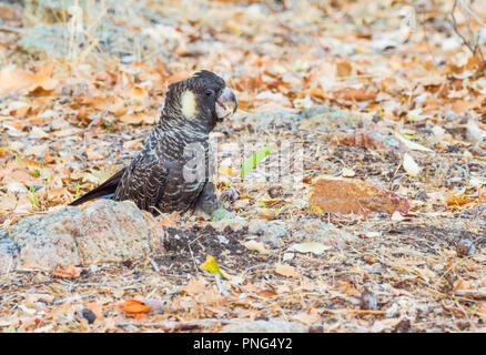 Le Short-Billed Cacatoès Noir (Calyptorhynchus latirostris), également connu sous le nom de Carnaby's Black Cockatoo, est un grand noir cacatoès australien. Banque D'Images