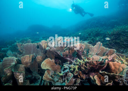 Très peu de coraux couverts avec du chou (coraux Turbinaria sp.) et plongeur. L'île de Yap (États fédérés de Micronésie Banque D'Images