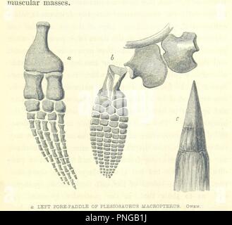 Libre à partir de la page 377 de "La géologie, introduction, descriptif et pratique". Banque D'Images