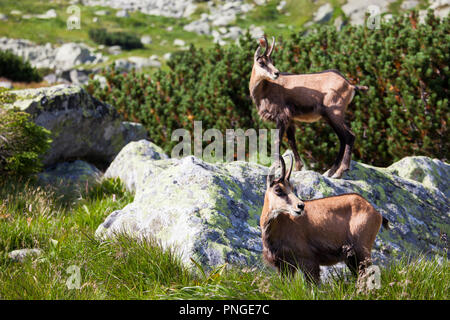 Chamois mâle. Rupicapra rupicapra sur la prairie de montagne Banque D'Images