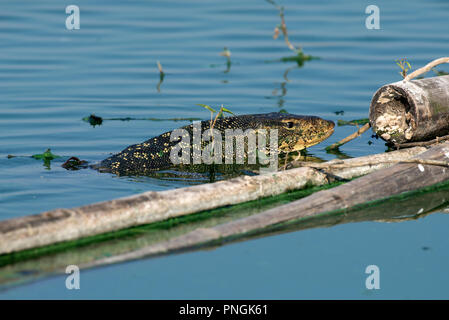 Moniteur de l'eau (Varanus salvator), Natation, Varan malais de la Thaïlande Banque D'Images