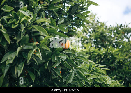 Arbres d'orange avec des oranges sur eux dans le jardin contre le ciel bleu. Des aliments sains et délicieux Banque D'Images