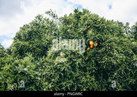 Arbres d'orange avec des oranges sur eux dans le jardin contre le ciel bleu. Des aliments sains et délicieux Banque D'Images
