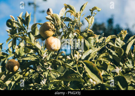 Close-up de mandariniers avec mandarines sur eux dans le jardin. La mandarine sur une branche. Des aliments sains et délicieux Banque D'Images