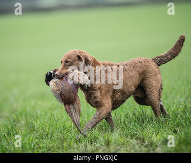 Chesapeake Bay Retriever dog Banque D'Images