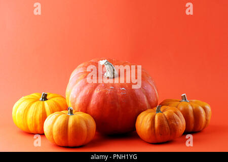 Assortiment varié de citrouilles sur un fond orange. Chasse d'automne. Banque D'Images