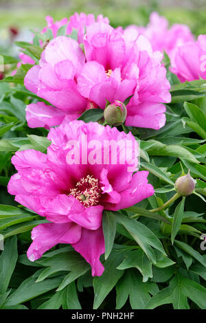 Close-up de pivoine 'Morning Lilac', Paeonia 'Morning' fleurs rose Lilas Banque D'Images