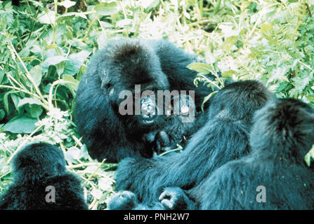 Titre original : gorilles DANS LA BRUME : THE STORY OF Dian Fossey. Titre en anglais : gorilles DANS LA BRUME : THE STORY OF Dian Fossey. Année : 1988. Réalisateur : Michael Apted. Credit : Warner Brothers / Album Banque D'Images