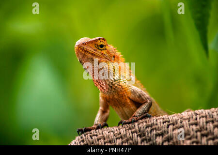 Lézard de jardin Banque D'Images