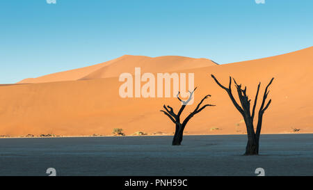 Camel thorn, arbres morts, Deadvlei Sossusvlei, Namib Naukluft Park, Désert du Namib, Namibie, Afrique Banque D'Images