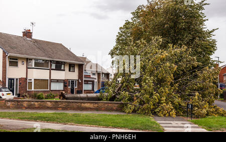 Un grand jardin arbre abattu par la tempête Ali à une maison à Fairfield, Stockton-on-Tees, Angleterre, RU Banque D'Images