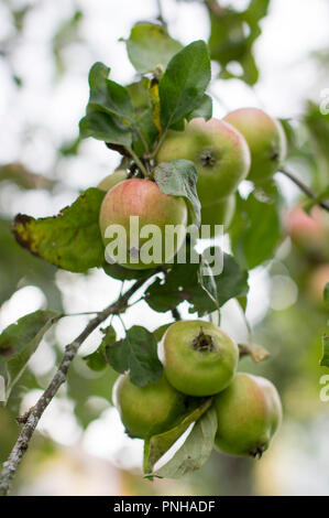 Pommes sur un arbre Banque D'Images