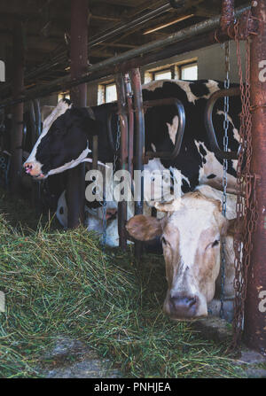 Les Vaches à l'intérieur de l'étable de ferme laitière. Banque D'Images