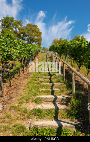 Chemin escarpé avec des étapes d'un magnifique vignoble près de Birnau, sur le lac de Constance en face de ciel bleu Banque D'Images