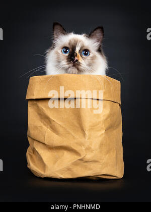 Excellent jeune Tortie chaton Sacré de Birmanie chat assis dans sac en papier brun, le regardant avec des yeux bleus, isolé sur fond noir Banque D'Images