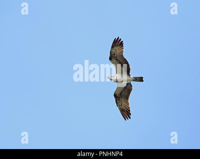 Osprey, Pandion haliatus, survolant Banque D'Images