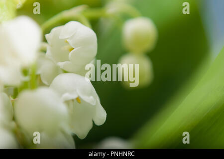 Close up of Lily de la vallée. Banque D'Images