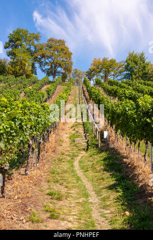 Chemin escarpé avec des étapes d'un magnifique vignoble près de Birnau, sur le lac de Constance en face de ciel bleu Banque D'Images