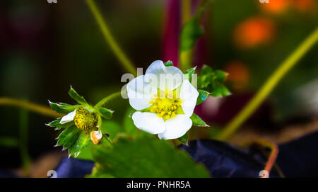 Gros plan d'une fleur blanche avec des boutons floraux ouverts, sur un fond flou, mettant en valeur ses pétales délicats et sa beauté naturelle Banque D'Images
