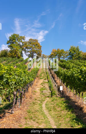 Chemin escarpé avec des étapes d'un magnifique vignoble près de Birnau, sur le lac de Constance en face de ciel bleu Banque D'Images