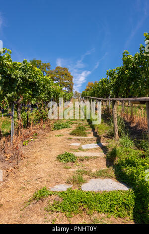 Chemin escarpé avec des étapes d'un magnifique vignoble près de Birnau, sur le lac de Constance en face de ciel bleu Banque D'Images