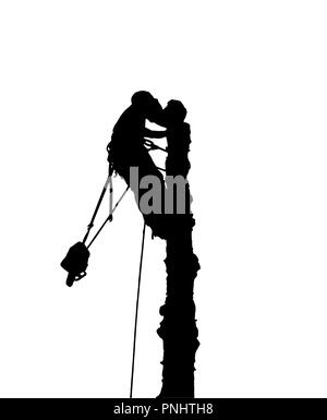 Silhouette d'un tree surgeon au sommet d'un arbre avec une tronçonneuse.Il possède un coffre harnes et cordes Banque D'Images