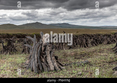 Comté de Sligo, Sligo, Irlande. 13 août, 2009. Des mottes de tourbe sèche dans l'été dans une tourbière du Comté de Sligo, Irlande. Banque D'Images