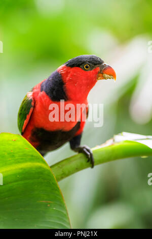 Lory noire - Lorius lory, beau perroquet rouge et bleu à partir de la Guinée et les bois de la forêt. Banque D'Images