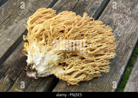 Spécimen de champignon golden coral, ramaria aurea, ramariaceae Banque D'Images