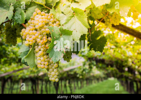 Chardonnay sur vigne vignoble, Tyrol du Sud, Italie. Le Chardonnay est un cépage à peau verte utilisée dans la production de vin blanc. Banque D'Images