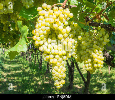 Chardonnay sur vigne vignoble, Tyrol du Sud, Italie. Le Chardonnay est un cépage à peau verte utilisée dans la production de vin blanc. Banque D'Images