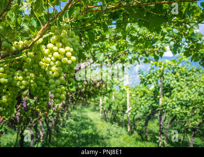 Chardonnay sur vigne vignoble, Tyrol du Sud, Italie. Le Chardonnay est un cépage à peau verte utilisée dans la production de vin blanc. Banque D'Images